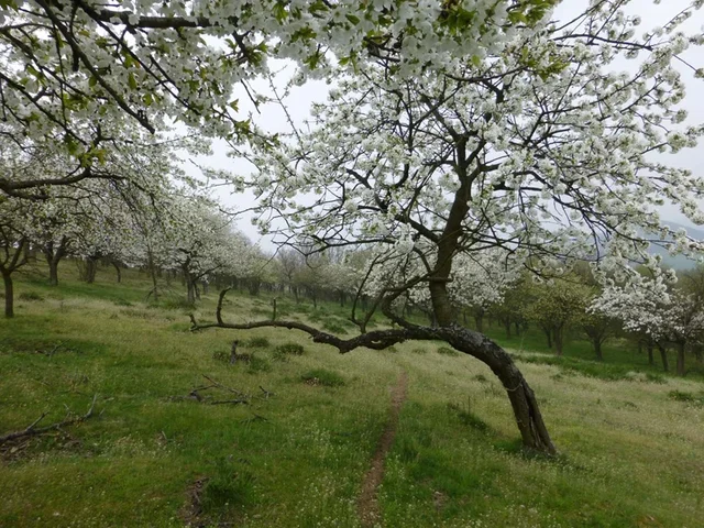 Zlobice - rekonstrukce sadu